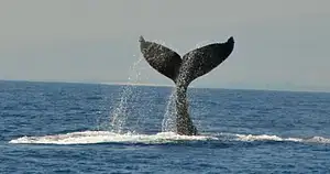 Marine life cruise