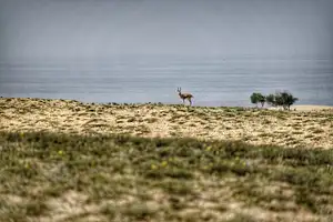 Half Day Souss-Massa National Park Guided Tour