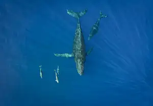 North Shore Marine Life Tour