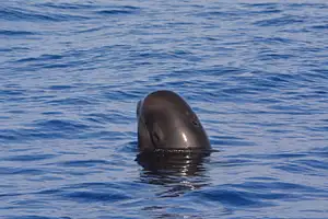 Pelagic Wildlife Excursion